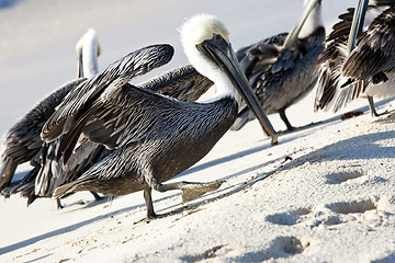 Image showing Pelicans are walking on a shore