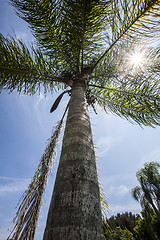 Image showing palm tree 