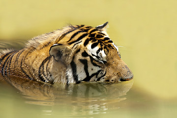 Image showing Tiger