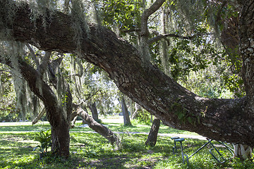 Image showing Mysterious Spanish Moss