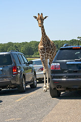 Image showing Check point. Gireffe is on a road