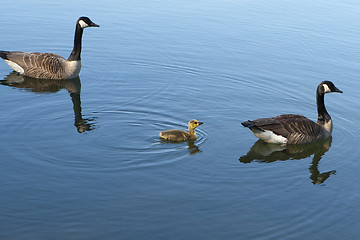 Image showing Canadian Geese with baby