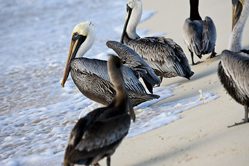 Image showing Pelicans are walking on a shore