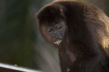 Image showing Monkey is seaking for food