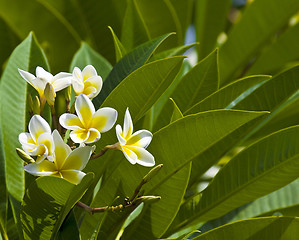 Image showing Beautiful flowers of Israel,