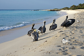 Image showing Pelicans are walking on a shore