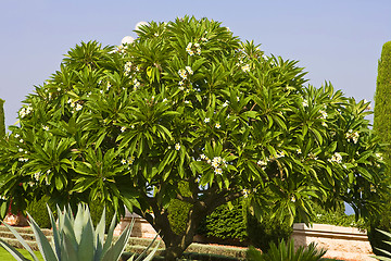 Image showing Magnificent park near to center Bahai of religion