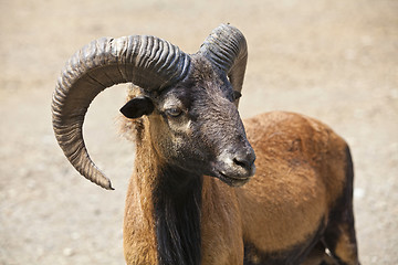 Image showing ?ountain goat