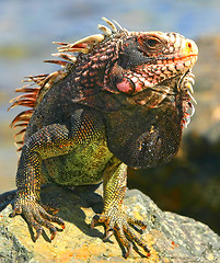 Image showing Iguana