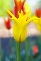 Image showing Tulips