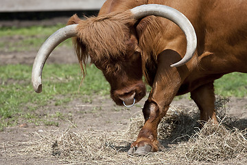 Image showing Bull -Scottish Highland