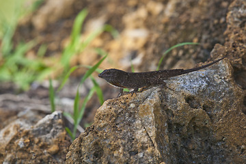 Image showing Lizard