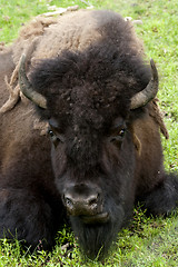 Image showing Bison