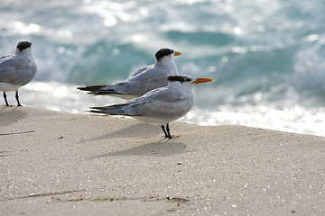 Image showing Saguls sitting on a shore