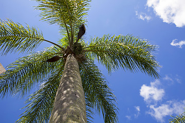 Image showing palm tree 