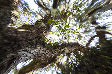 Image showing Mysterious Spanish Moss