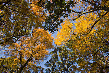 Image showing Autumn park