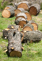 Image showing Woodstack