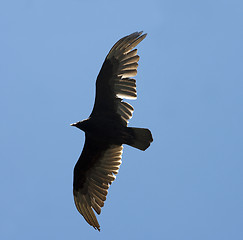 Image showing Flying Eagle