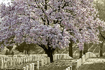 Image showing Arlington Natoinal Cemetery. Cherri blossom.