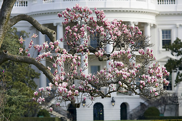 Image showing Magnolia blossom tree in front of White House