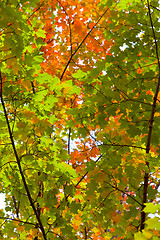 Image showing Autumn park