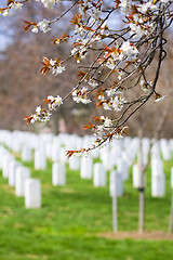 Image showing Cherry blossom at Arlington cemetere 