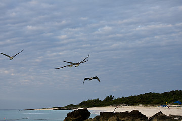 Image showing Pelicans looking for their pray