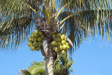 Image showing Coconuts on palm-tree