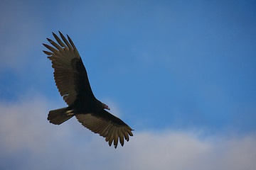 Image showing Flying hawk on blue sky