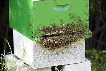 Image showing Bees and Bee Hive