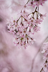 Image showing A beautiful flowering tree