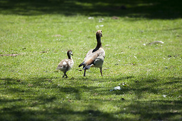 Image showing Caring mother-goose is walking her baby