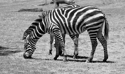 Image showing Zebra eating grass on a green field