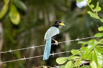 Image showing Curious starling