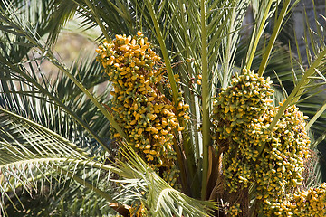 Image showing  Dates palmtree