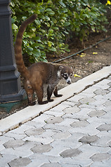 Image showing Cozumel raccoon seaking for food