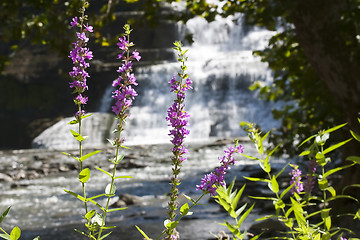 Image showing Beautiful summer flowers on a background of waterfall