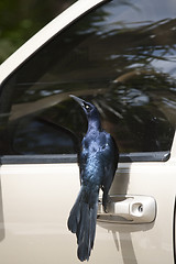 Image showing Curious starling