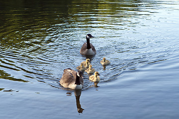 Image showing Canadian Geese family