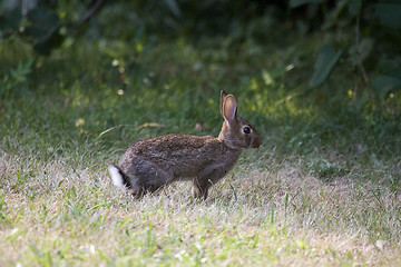 Image showing Rabbit
