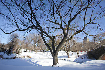 Image showing Central Park, New York. Beautiful park in beautiful city. 