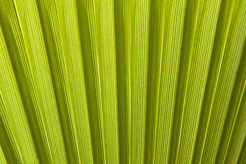Image showing Texture of palm leaves in natural light