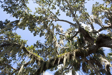 Image showing Mysterious Spanish Moss