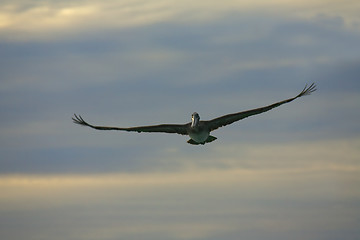 Image showing Pelican is flying over  Caribbean sea