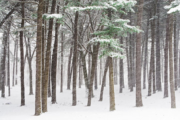 Image showing Winter forest