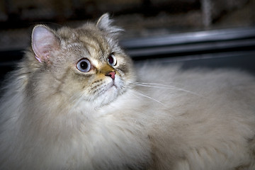 Image showing Cat