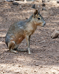 Image showing Patagonian Cavy