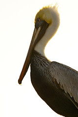 Image showing Pelican