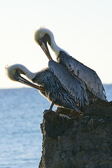 Image showing Caribbean sea. Pelicans sitting on a rock 